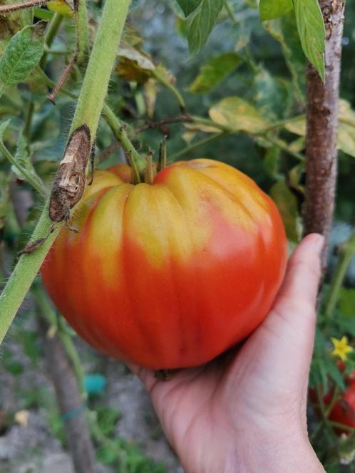 5 zaden Homer's German oxheart - bio, Tuin en Terras, Bloembollen en Zaden, Zaad, Voorjaar, Volle zon, Verzenden