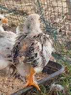 Cochin haantjes, Dieren en Toebehoren, Pluimvee
