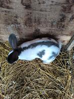 Vlinder Lotharingen ram, Dieren en Toebehoren