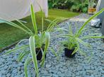 Plante Chlorophytum comosum 4€ (plante araignée), Maison & Meubles, Plantes d'intérieur, Enlèvement ou Envoi