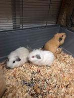 Californische cavia, Dieren en Toebehoren, Knaagdieren, Cavia, Mannelijk, Tam, September