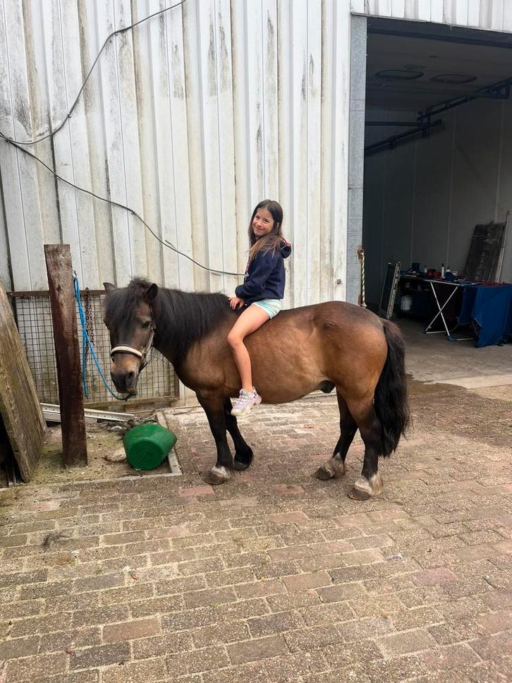 Weidemaatje, Dieren en Toebehoren, Pony's
