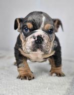 Engelse bulldog, Dieren en Toebehoren, Honden | Bulldogs, Pinschers en Molossers, België, Fokker | Hobbymatig, CDV (hondenziekte)