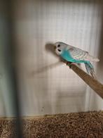 Koppel grasparkieten