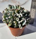 Echeveria pig nose, Huis en Inrichting, Kamerplanten, Verzenden