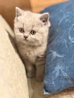 Brits korthaar met stamboom, Dieren en Toebehoren, Poes, Met stamboom, 0 tot 2 jaar