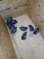 Wyandotte groothoender zilver gezoomd, Dieren en Toebehoren, Pluimvee