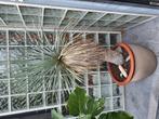 Yucca rostrata 160cm met geglazuurde pot (100cm stam), Tuin en Terras, Planten | Tuinplanten, Ophalen