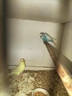koppels  grasparkieten kweekrijp, Dieren en Toebehoren, Vogels | Parkieten en Papegaaien, Meerdere dieren, Parkiet