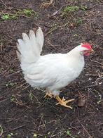 leghorn haan, Dieren en Toebehoren, Pluimvee, Mannelijk, Kip