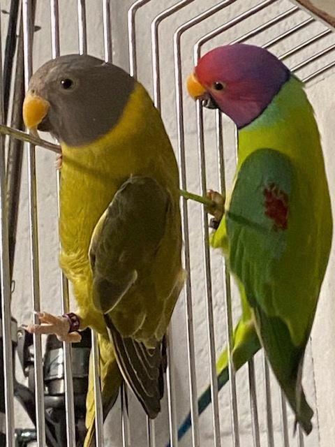 mooi koppel pruimkopparkieten, Dieren en Toebehoren, Vogels | Parkieten en Papegaaien, Parkiet, Meerdere dieren, Geringd