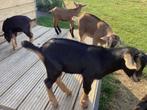 Geitjes, Dieren en Toebehoren, Mannelijk, Geit, 0 tot 2 jaar