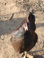 Barnevelder, Animaux & Accessoires, Volatiles, Femelle, Poule ou poulet