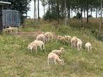 Wiltshire horn schaap lammeren zelfruiend, Dieren en Toebehoren, Schapen, Geiten en Varkens, Meerdere dieren, Schaap, 0 tot 2 jaar