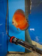 Red melon discus, Dieren en Toebehoren, Vissen | Aquariumvissen