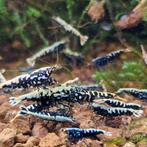 Crevette carridina galaxy fishbone, Dieren en Toebehoren, Ophalen, Nieuw