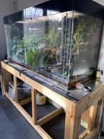 Groot Paludarium, Dieren en Toebehoren, Reptielen en Amfibieën | Toebehoren, Gebruikt, Terrarium of Paludarium, Ophalen