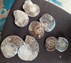 4 koppeltjes ammonieten (doorgesneden en gepolijst), Ophalen of Verzenden, Fossiel