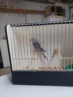 jonge grasparkieten, Dieren en Toebehoren, Vogels | Parkieten en Papegaaien, Parkiet, Geringd