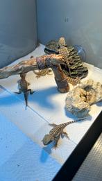 Pogona nain, Lézard, Domestique, 0 à 2 ans