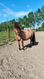 Mini fjord shetlander 1 meter met hengstveulen, Dieren en Toebehoren, B, A pony (tot 1.17m), 11 jaar of ouder, Recreatiepony