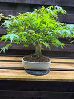 Meerdere bonsai te koop, En pot, Plein soleil, Enlèvement, Été