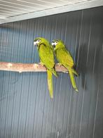 Couple ara nobilis, Plusieurs animaux, Perroquet nain ou Inséparable, Bagué