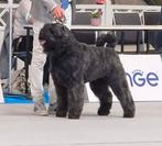 Bouvierpups, Dieren en Toebehoren, Bouvier, België, Fokker | Hobbymatig, CDV (hondenziekte)
