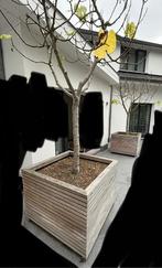 2 vijgenbomen in houten bak, Tuin en Terras, Ophalen, Zo goed als nieuw