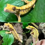 Wimpergecko crested gecko gecko a crete, Dieren en Toebehoren, Reptielen en Amfibieën