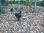 Trio Cochin groothoender, Dieren en Toebehoren, Pluimvee, Meerdere dieren, Kip