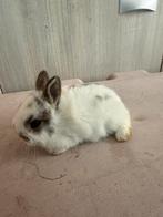 Dwergkonijntje voedster, Femelle, Nain, 0 à 2 ans