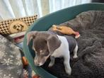 Blauw Grijze Jack Russell pup, Dieren en Toebehoren, Honden | Jack Russells en Terriërs, België, Jack Russell Terriër, 8 tot 15 weken