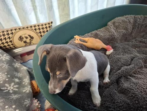 Blauw Grijze Jack Russell pup