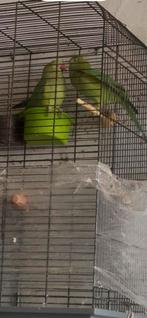 Groene halsband parkieten, Dieren en Toebehoren