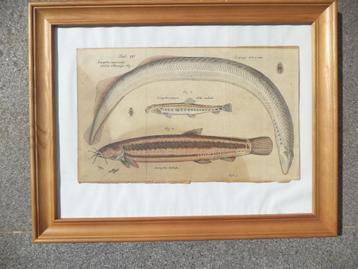 1800's ingekleurde gravure vissen FRISCH faecit lamprei prik beschikbaar voor biedingen