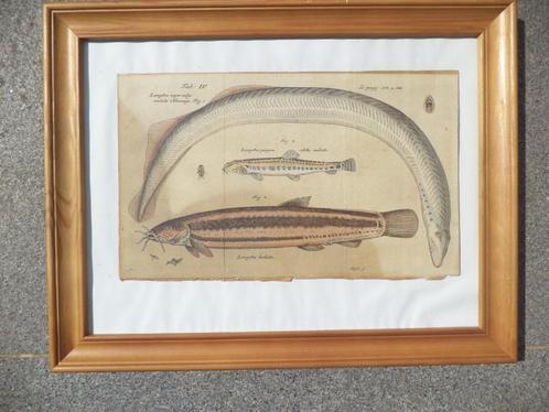 1800's ingekleurde gravure vissen FRISCH faecit lamprei prik, Antiek en Kunst, Kunst | Etsen en Gravures, Ophalen of Verzenden