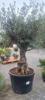 Olijfboom Olea Europaea, Tuin en Terras, Ophalen, Olijfboom