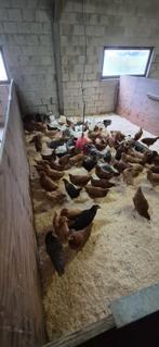 Legkippen te koop., Animaux & Accessoires