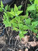 Plant nu vaste plant stevige met paarse bloemen, Enlèvement ou Envoi