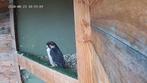 koppel lannervalken Falco Biarmicus te koop, Dieren en Toebehoren, Vogels | Overige Vogels, Meerdere dieren, Roofvogel, Geringd