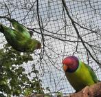 4 jeunes tete de prune, Dieren en Toebehoren, Vogels | Parkieten en Papegaaien