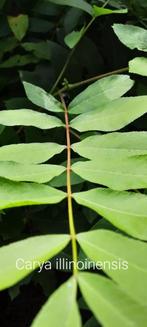 Carya illinoinensis, Ophalen, Zomer