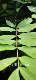 Carya illinoinensis, Enlèvement, Été