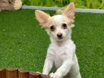 Chiot Chihuahua poil long, Animaux & Accessoires, Chiens | Chihuahuas & Chiens de compagnie, Un chien, Belgique, 8 à 15 semaines