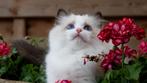 Fantastisch mooi Ragdoll kitten –jouw nieuwe hartendief (54), Dieren en Toebehoren, Katten en Kittens | Raskatten | Langhaar, Kater