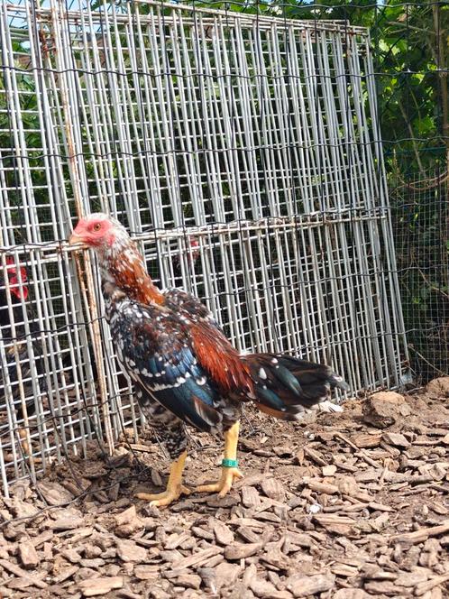 Koppel Aseelkriel, Dieren en Toebehoren, Pluimvee