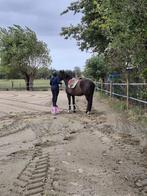 Zadelmak maken en training, Dieren en Toebehoren, Niet van toepassing