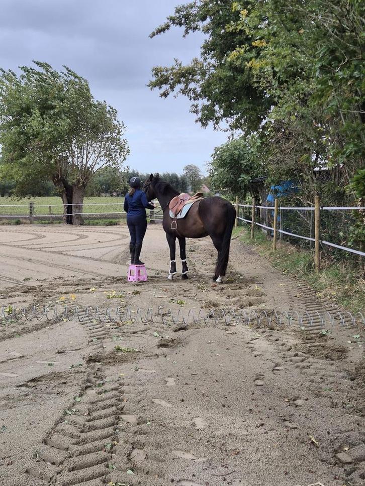 Zadelmak maken en training, Dieren en Toebehoren, Paarden, Niet van toepassing
