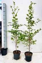 Fagus sylvatica, Groenblijvende Haagplant, Tuin en Terras, Vaste plant, Ophalen of Verzenden
